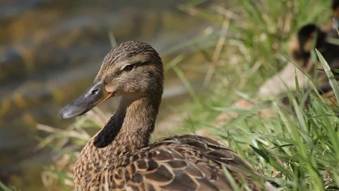 Duck and ducklings are basking in the pond Stockbeeldmateriaal 75365511