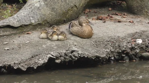 Duck and ducklings are sitting on the shore of the lake. Stock Footage