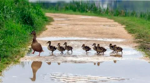 Duck and with ducklings crossing a path Stock Photos