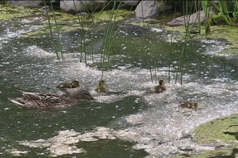 Duck and ducklings Video stock 456101