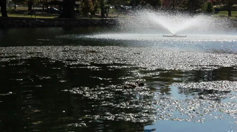 Duck and ducklings Video stock 919225