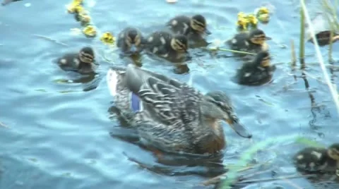 Duck And Ducklings Vídeos de archivo 5370765