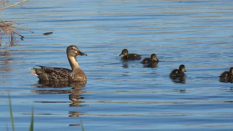 Duck and ducklings Stock Footage 160903514