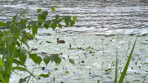 Duck and ducklings Stock Footage 311842449