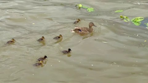 A duck and ducklings Video stock 312315988