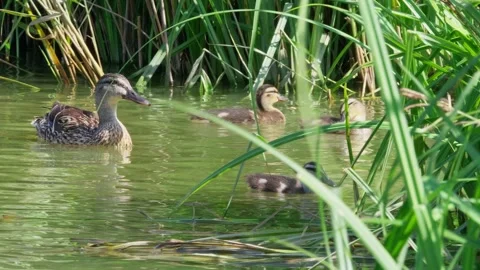Duck and ducklings glide through quiet reeds. Gentle ripples echo the water's Stock Footage 342025188
