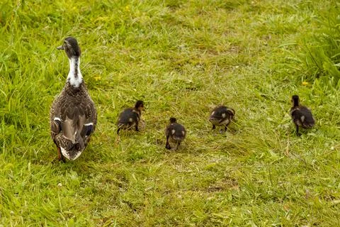 Duck and the ducklings Stock Photos