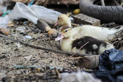 Duck and ducklings	 Stock Photos