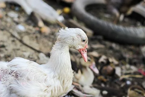 Duck and ducklings	 Stock Photos