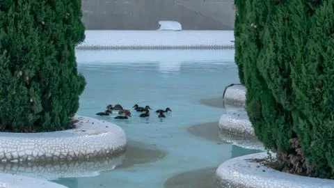 Duck and ducklings in the pool between the needles Stock Photos