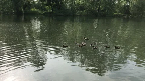 Duck and ducklings in the river Stock Footage 130950165