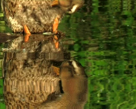  Duck and ducklings swim Stock Footage 669727