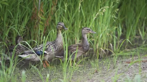 Duck and Ducklings walking through grass Stock Footage 146652580