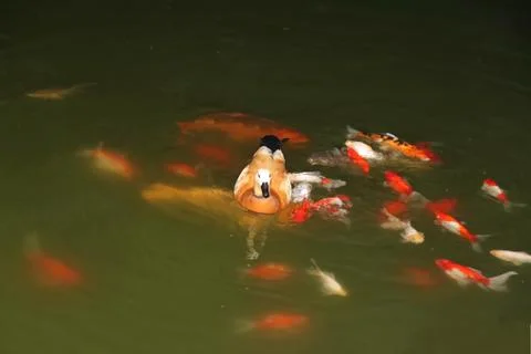 Duck and fish in the same pond Stock Photos