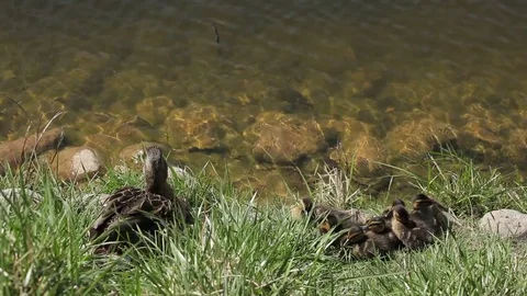 Duck and a flock of small ducklings are basking in the pond Video stock 75366202