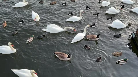 Duck and goose Stock Footage 327909170
