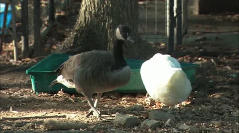 Duck and goose walking Stock Footage 11078889