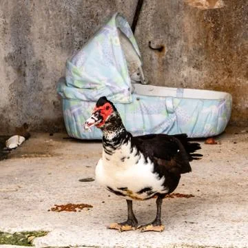 The duck and its cradle Stock Photos