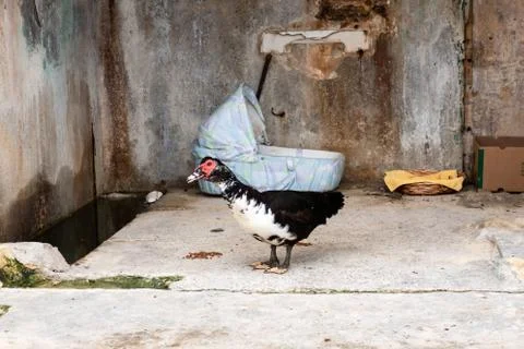 The duck and its cradle Stock Photos