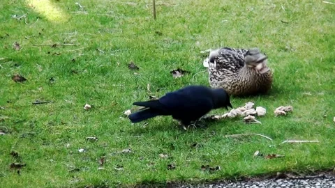 Duck and jackdaw eat bread in the garden.  Stock Footage 150204066