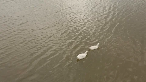 Duck and more duck Stock Footage 127272193