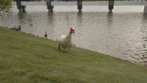 Duck and more duck Stock Footage 127272292