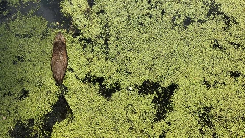 Duck and otter 스톡 동영상 114482966