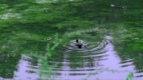 Duck and river Video stock 326925352