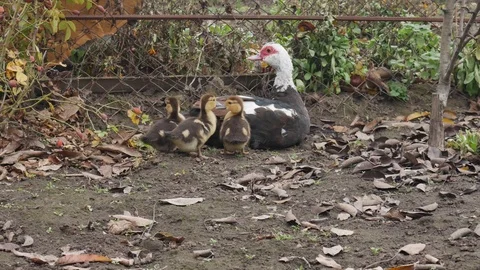 Duck and three ducklings Close up. Poultry macro. Mom duck guards her kids Stock Footage 120192104