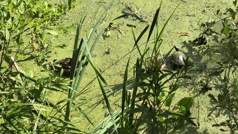 Duck and turtle Stock Footage 114482874