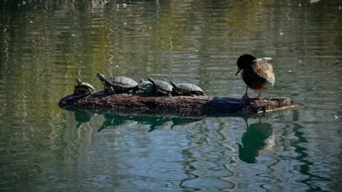 Duck and turtles on a log 4k Stock Footage