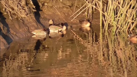 Duck Antics Stock Footage 86537015