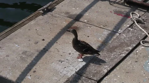 Duck appears to be talking to itself Stock Footage 40710042