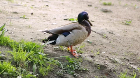 Duck ashore Video stock 91178045