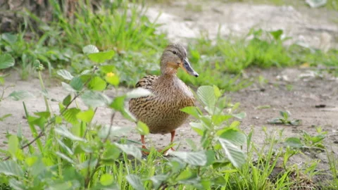 Duck ashore 库存影片 91326776