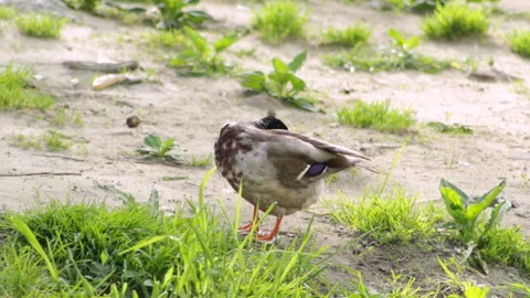 Duck ashore 库存影片 91326932