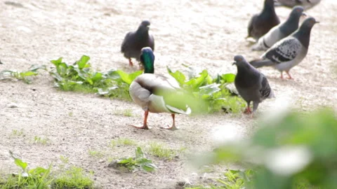 Duck ashore Video stock 91655327