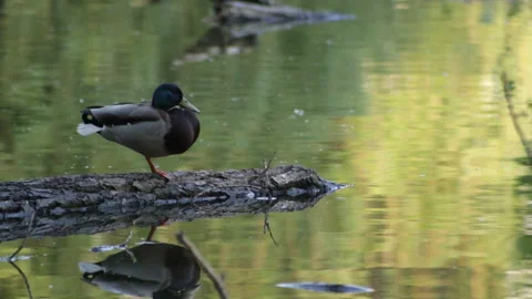 Duck asleep Video stock 90606195