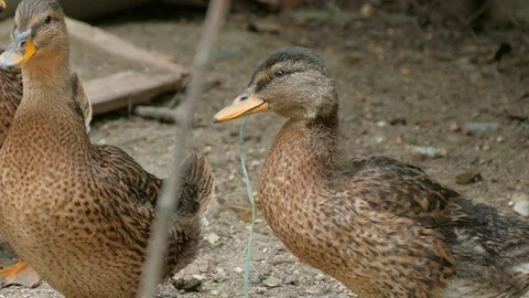 A duck ate a piece of plastic thread and tries to swallow it Stock Footage 123583532