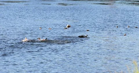 Duck attacked fighting Stockbeeldmateriaal 198485822