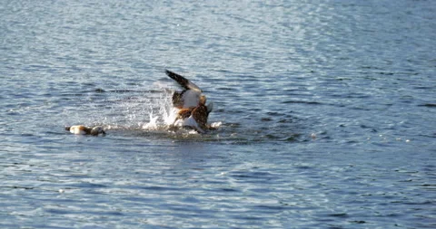 Duck attacked fighting Stockbeeldmateriaal 198486205