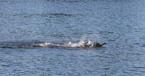 Duck attacked fighting Stockbeeldmateriaal 198486538