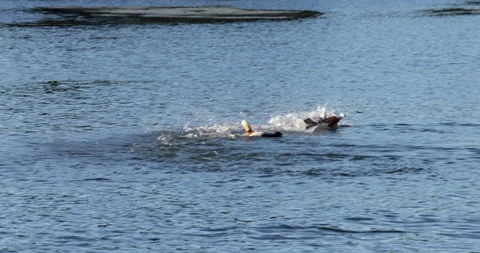 Duck attacked fighting 库存影片 198486661