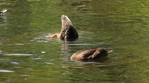 Duck Attacks Other Duck While Feeding Stock Footage 52757061