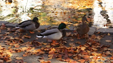 Duck autumn Vídeo Stock 34385445