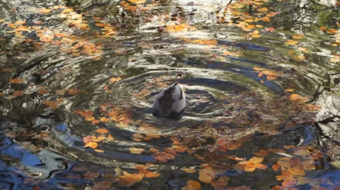 Duck autumn Vídeo Stock 34385610