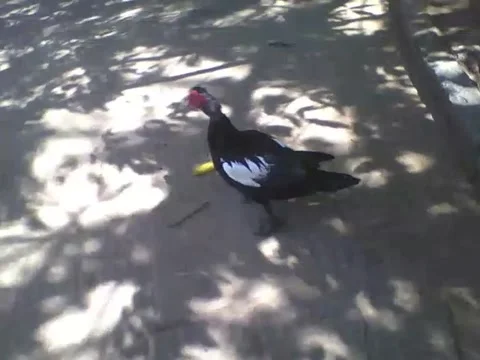 Duck avoids me, when it finds out that I'm filming and leaves Stock Footage 163680423