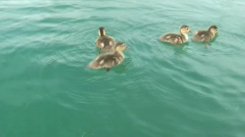 Duck with babies Stock Footage 798346