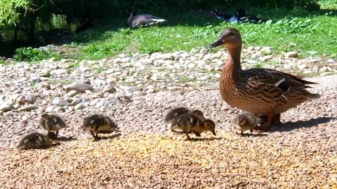 Duck with babies Stock Footage 75085456