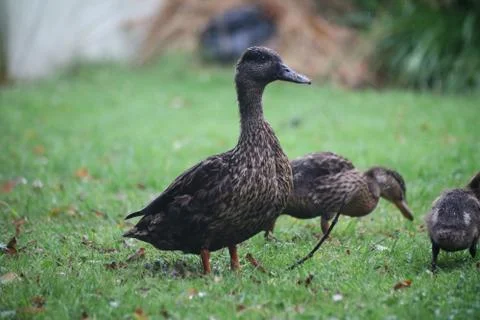 Duck with babies 写真素材